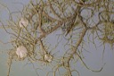 11 Papierbogen mit der Reichbluetigen Bartflechte Usnea florida - MH